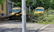 Vercelli: cade un albero in Corso Rigola per fortuna senza danni