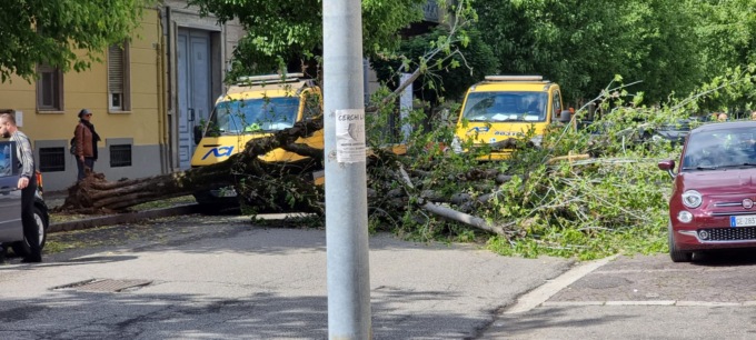 Vercelli: cade un albero in Corso Rigola per fortuna senza danni