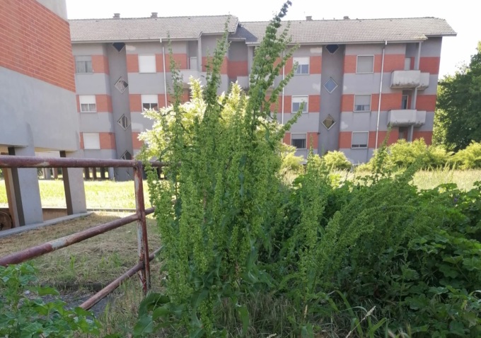 Forasacc ed erbe selvagge: sos dai Cappuccini