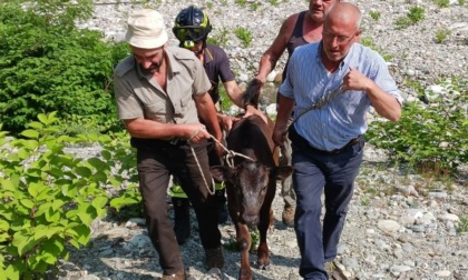 Vitello salvato dai Vigili del Fuoco, era finito nel fiume a Varallo