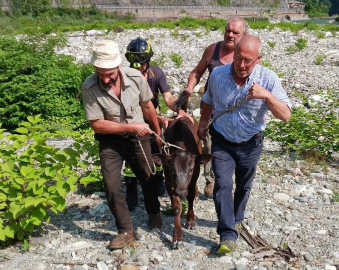 Vitello salvato dai Vigili del Fuoco, era finito nel fiume a Varallo