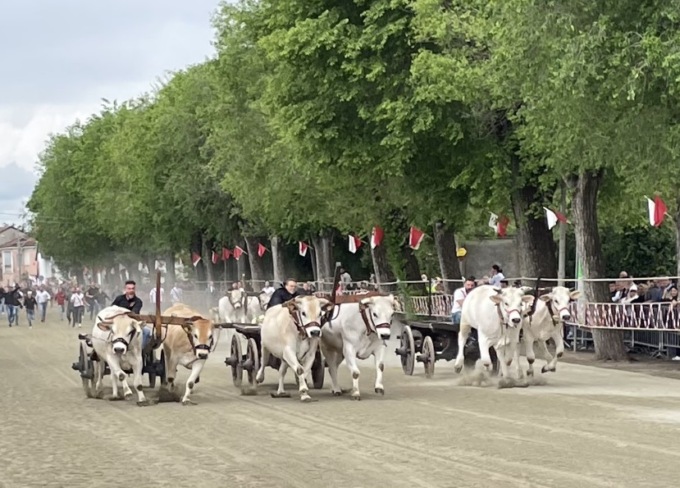 Cosa fare a Vercelli e dintorni: eventi dal 12 al 14 maggio 2023
