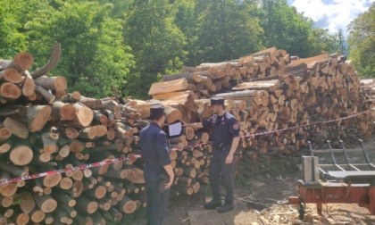 Furto di legname in Valsesia: denunce e sanzioni per quasi 10.000 euro