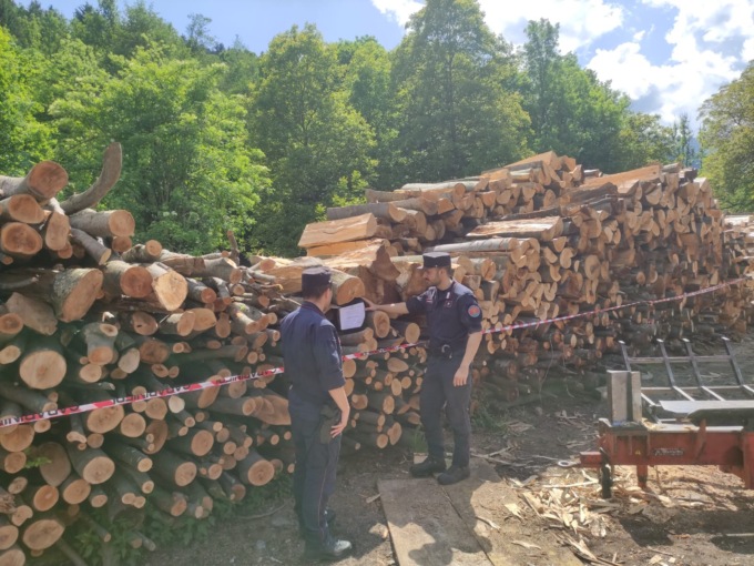 Furto di legname in Valsesia: denunce e sanzioni per quasi 10.000 euro