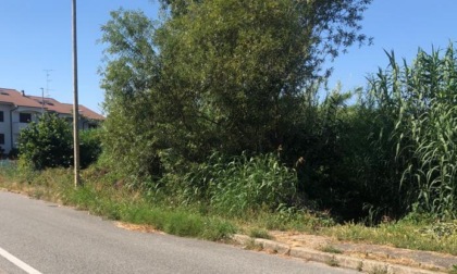 Vercelli: giungla sui marciapiedi di alcune zone periferiche
