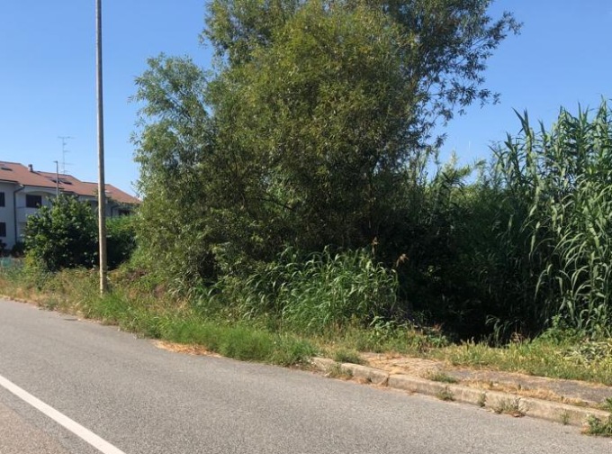 Vercelli: giungla sui marciapiedi di alcune zone periferiche