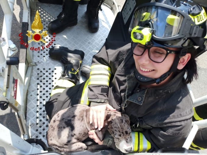 Un cucciolo di cane rimane incastrato: i Vigili del Fuoco lo liberano