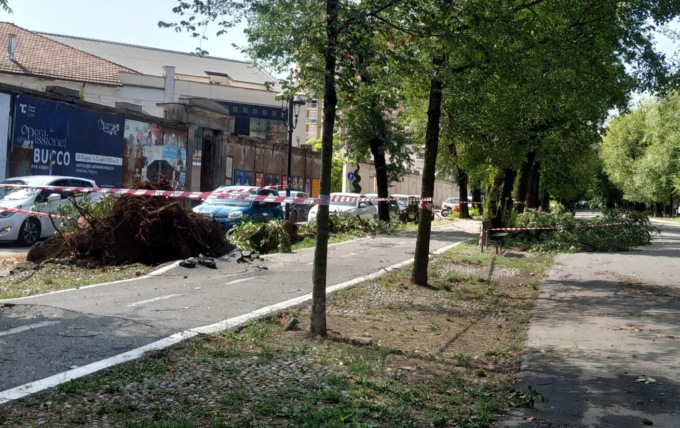 TEMPESTA: gli alberi abbattuti in viale Garibaldi in città