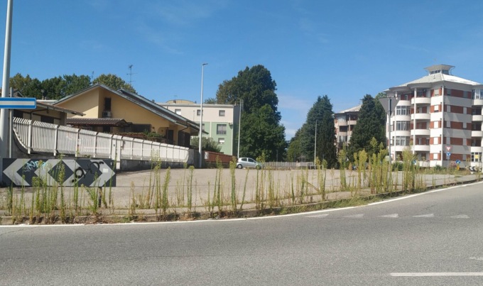 La giungla estiva prospera rigogliosa in ogni angolo della città