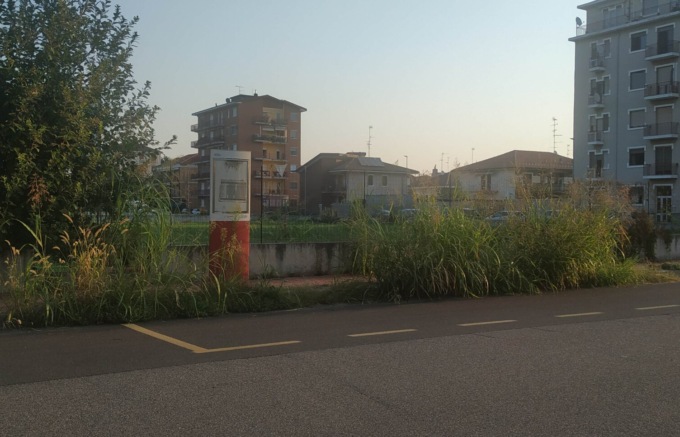 Via Natale Palli: quella fermata bus è sempre più “amazzonica”