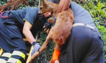 Salvato il cucciolo di capriolo incastrato tra le reti a Varallo - VIDEO