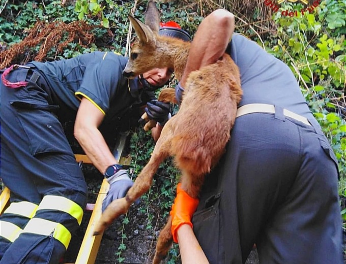 Salvato il cucciolo di capriolo incastrato tra le reti a Varallo – VIDEO