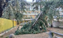Maltempo a Vercelli: strage di alberi e tetto crollato