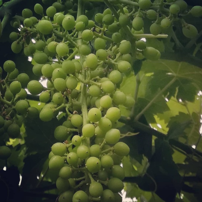 Vendemmia da record per l’Erbaluce Docg di Moncrivello