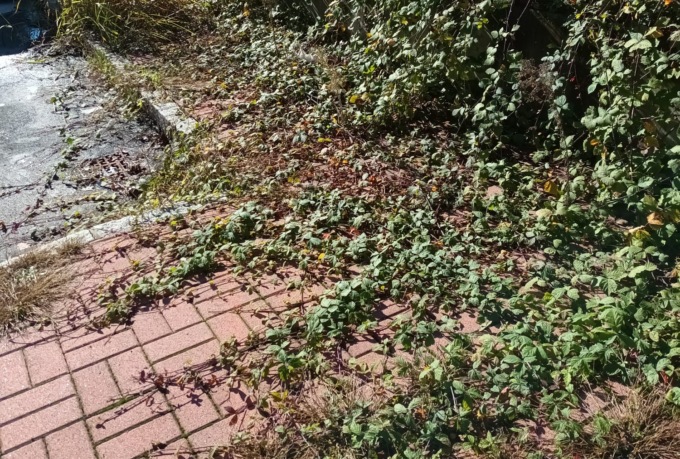 Giungla sul marciapiede in via 26° Reggimento Cavalleria