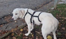 Appello per una cagnolina scomparsa da Caresanablot