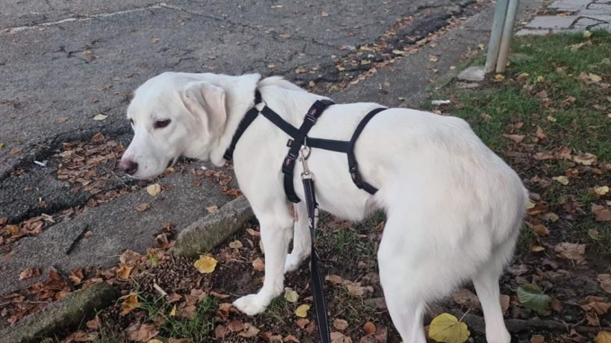 Appello per una cagnolina scomparsa da Caresanablot