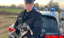 I carabinieri recuperano il cagnolino di una anziana