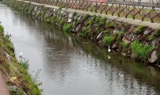 Vercelli insolita: Roggia San Martino oasi per i volatili