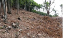 Razziati oltre 70mila quintali di legna a Scopello: tre denunciati