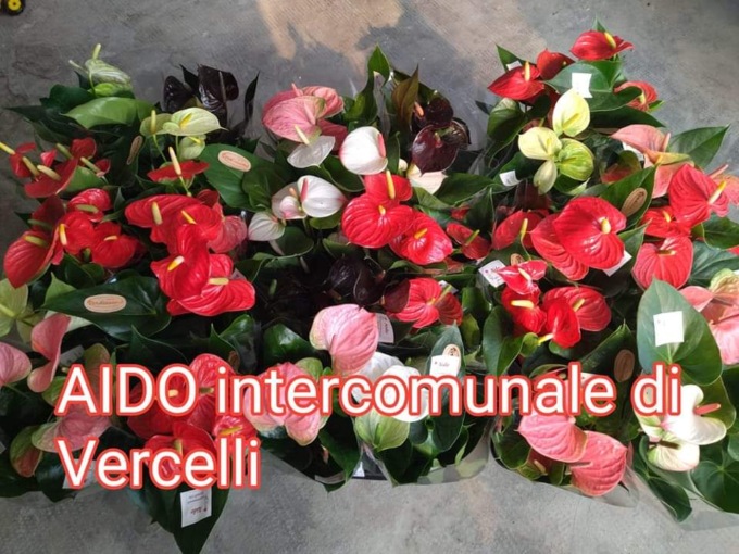 Assemblea ordinaria per Aido Vercelli