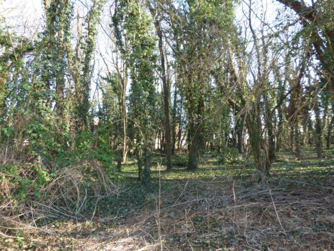 Vercelli insolita: un bosco dietro l’ospedale
