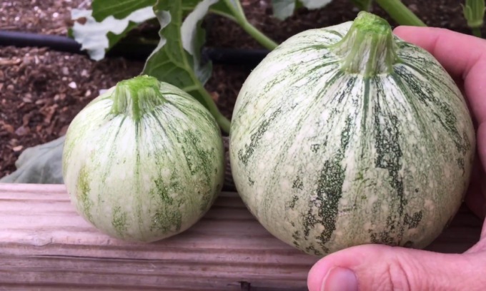 In regalo con Notizia Oggi Vercelli lo zucchino tondo di Nizza