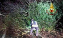 Crollato albero a Villarboit: strada interrotta per ore
