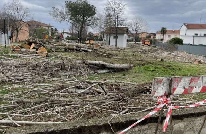 Polemica a Tronzano per l’abbattimento di venti alberi d’alto fusto