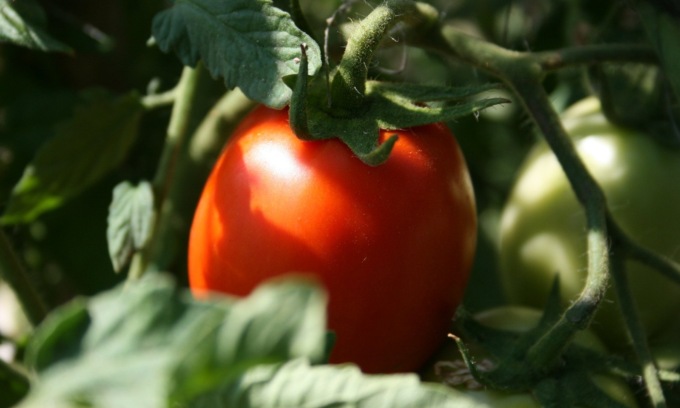 In regalo con Notizia Oggi Vercelli il pomodoro nano Rio Grande