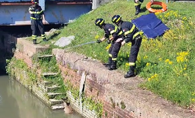 I Vigili del Fuoco salvano un cerbiatto finito nel fiume