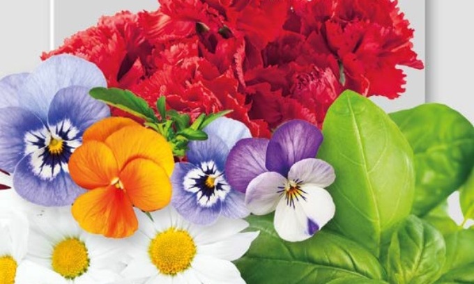 In regalo con Notizia Oggi Vercelli fiori… da mangiare