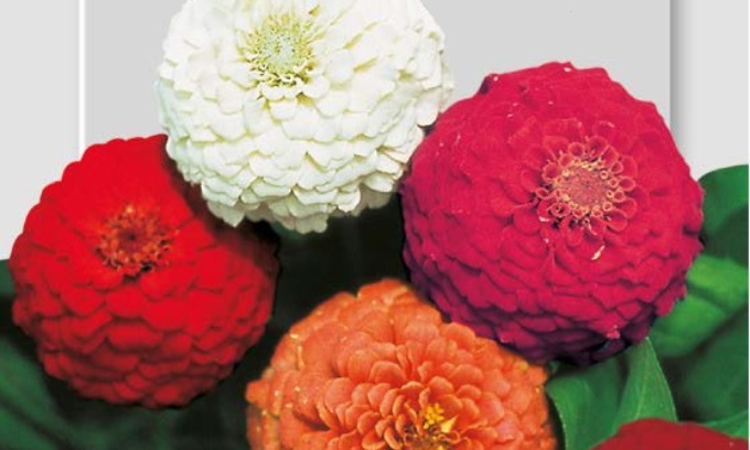 In regalo con Notizia Oggi Vercelli coloratissime zinnie nane pompon