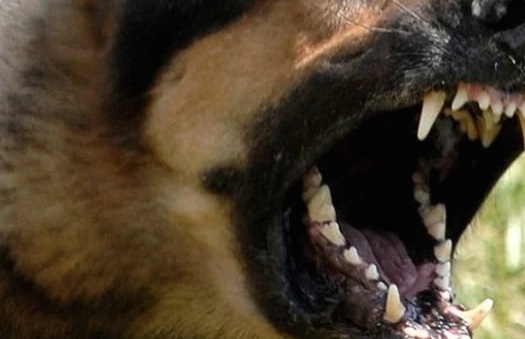 Tragedia a Palazzolo: bimbo di 5 mesi muore azzannato da un cane