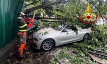Un albero cade e schiaccia tre vetture a Borgosesia