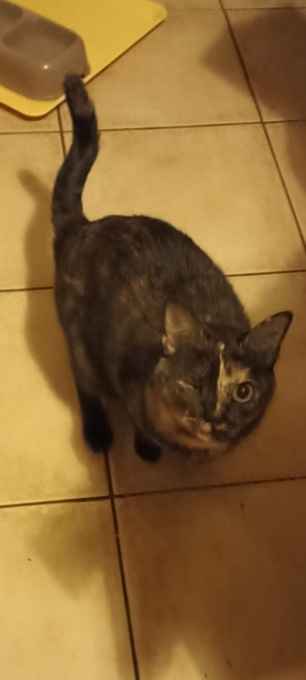 Si cerca la gattina Gioia: ricompensa a chi la trova