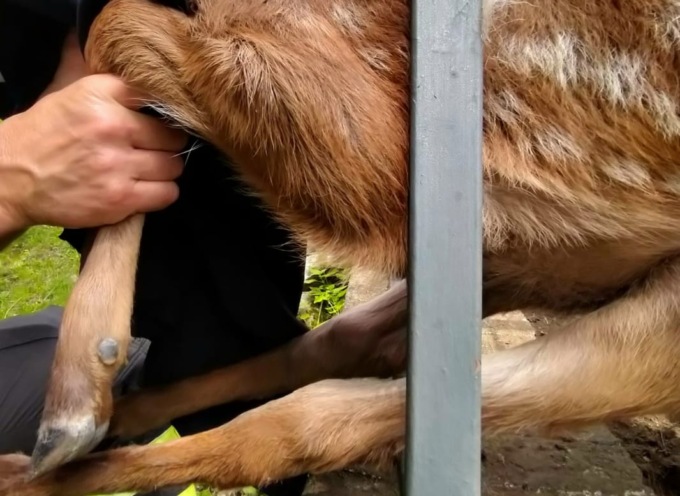 Cerbiatto incastrato in un cancello liberato dai Vigili del Fuoco
