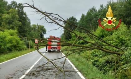 Crolla una pianta: bloccata la strada tra Gattinara e Roasio