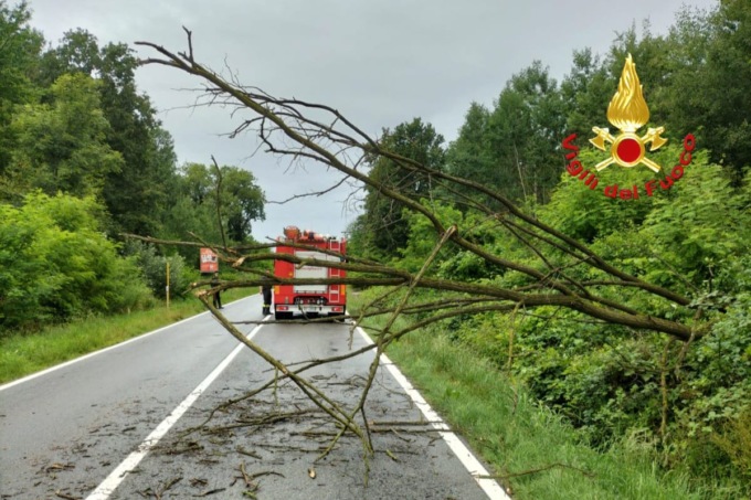 Crolla una pianta: bloccata la strada tra Gattinara e Roasio