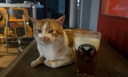 Ferito il gatto-mascotte del Birrificio Sant'Andrea