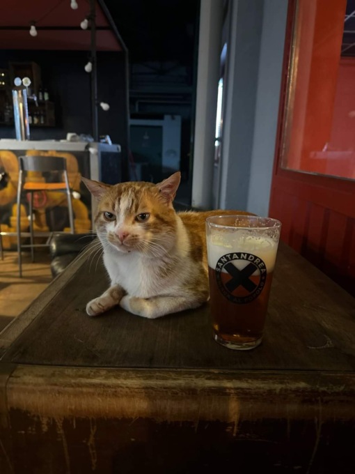 Ferito il gatto-mascotte del Birrificio Sant’Andrea