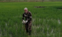 Il maltempo distrugge tre nidi di cicogna a Rovasenda: ferito un piccolo esemplare