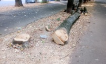 Diversi alberi abbattuti in Viale Rimembranza