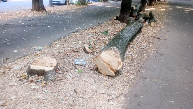 Diversi alberi abbattuti in Viale Rimembranza