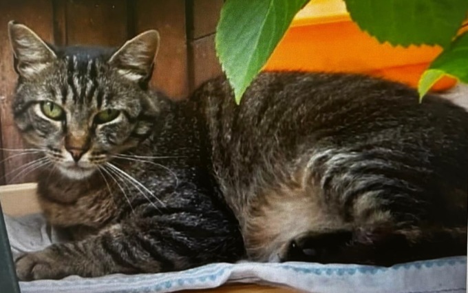 Cercasi disperatamente il gatto Gasparino