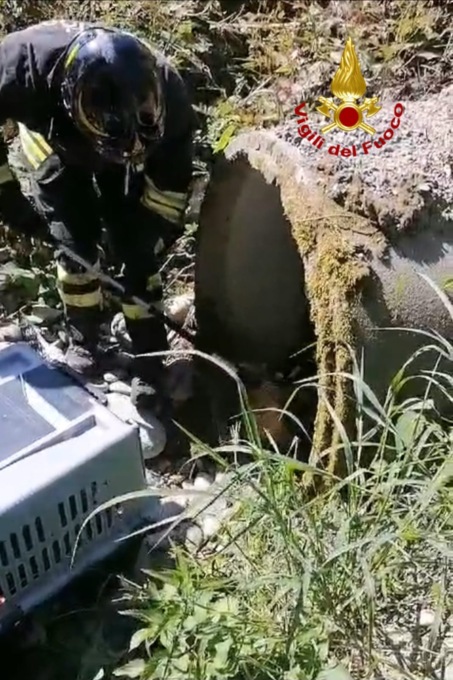 Volpe ferita e incastrata in un canale: intervento a Serravalle Sesia