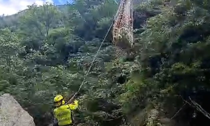 Toro in un torrente a Rassa: salvato con l'elicottero Drago 66