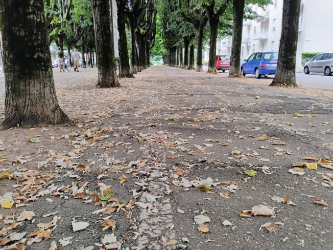 Foglie secche viale Rimembranza, il Comune: “vengono aspirate due volte al mese”