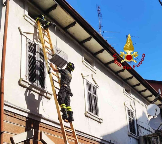 Gatto in difficoltà a Livorno Ferraris: salvato dai vigili del fuoco