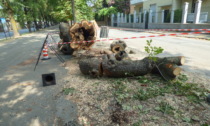 Altri alberi malati abbattuti e potature in Corso Italia